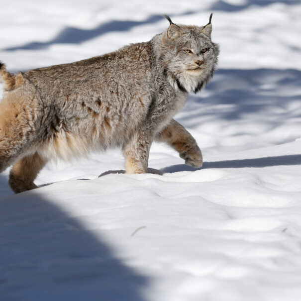 Lynx du Canada marchant dans la neige, le regard tourné vers l’appareil photo