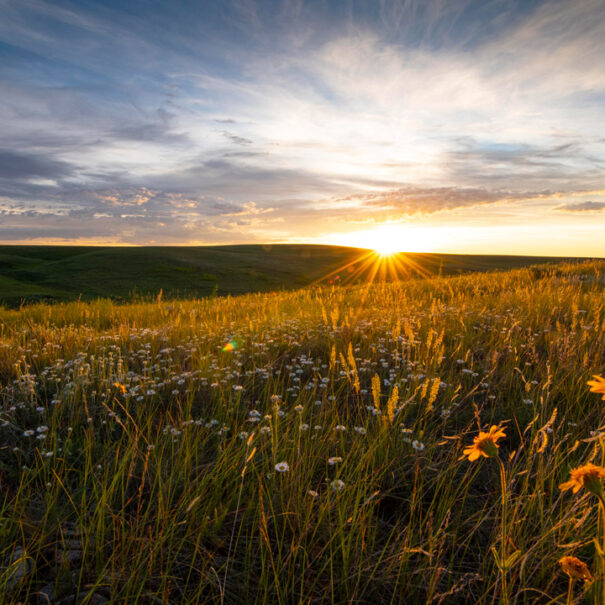 Aire de conservation des prairies patrimoniales Old Man on His Back, Saskatchewan