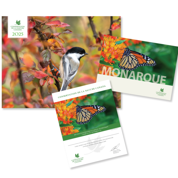 Monarque produit composite