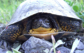 Gros plan d’une tortue mouchetée vue de face, sa tête enfoncée dans sa carapace.