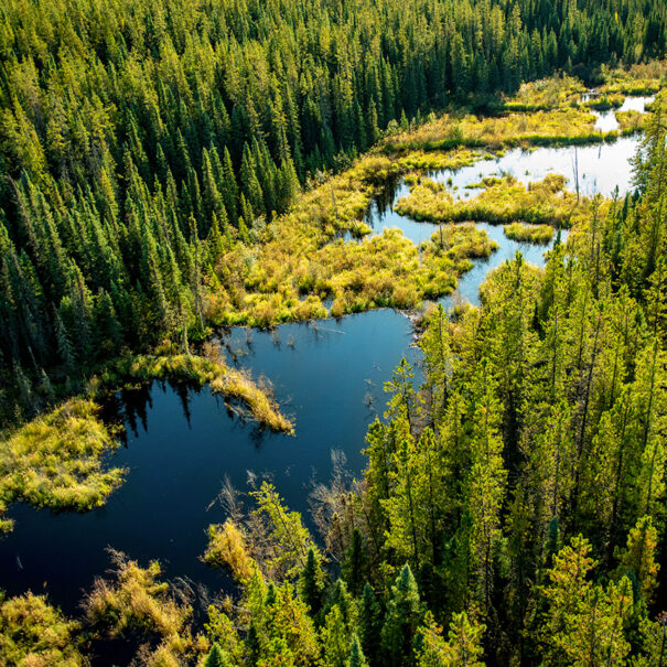 La rivière Birch, en Alberta