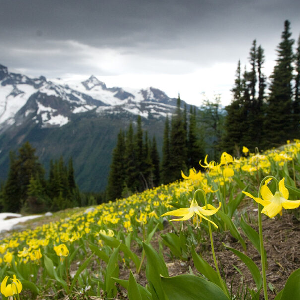 Des érythrones à grandes fleurs dans le col Jumbo, en Colombie-Britannique