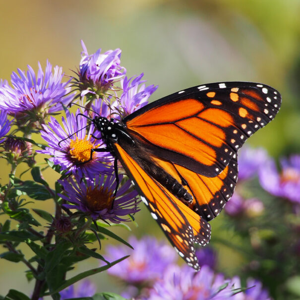 Gros plan d’un papillon monarque posé sur une touffe de fleurs violettes d’aster de Nouvelle-Angleterre.