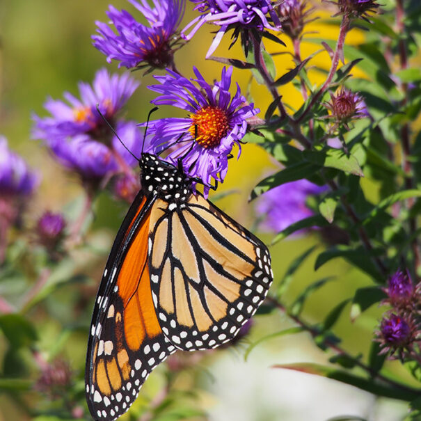 Gros plan d’un papillon monarque suspendu à une fleur violette d’aster de Nouvelle-Angleterre.