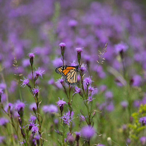 Papillon monarque sur une fleur violette dans un pré fleuri. Ses ailes sont refermées.