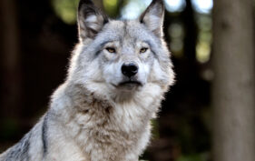 Gros plan d’un loup gris assis regardant droit vers la caméra.