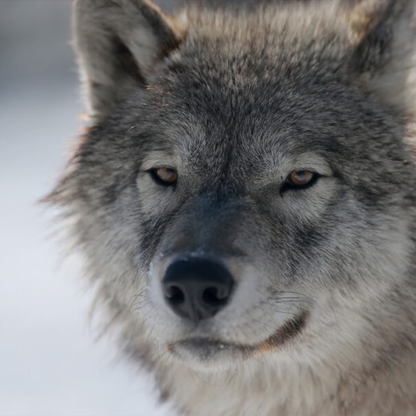 Gros plan de la face d’un loup gris qui regarde la caméra.