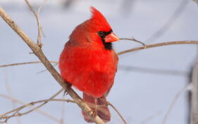 Un cardinal rouge sur les branches d’un arbre enneigé.