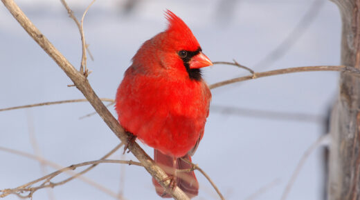 Un cardinal rouge sur les branches d’un arbre enneigé.