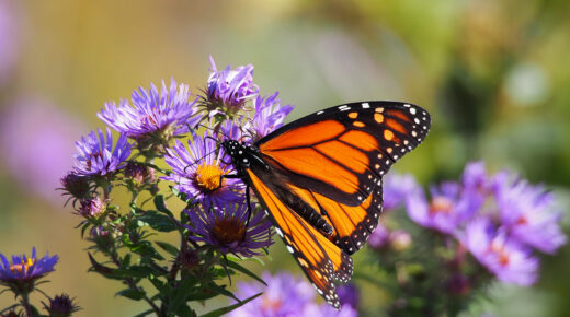 Gros plan d’un papillon monarque posé sur une touffe de fleurs violettes d’aster de Nouvelle-Angleterre.