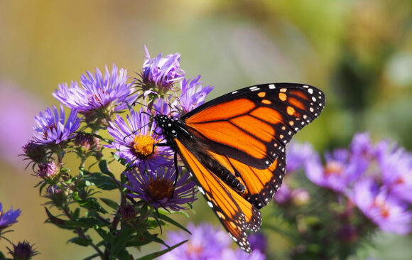 Gros plan d’un papillon monarque posé sur une touffe de fleurs violettes d’aster de Nouvelle-Angleterre.