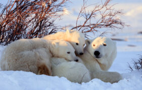 Paysage hivernal où deux oursons blancs sont couchés sur leur maman, qui ne manque pas de les surveiller par-dessus son épaule.