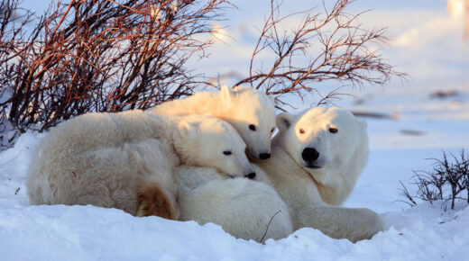 Paysage hivernal où deux oursons blancs sont couchés sur leur maman, qui ne manque pas de les surveiller par-dessus son épaule.