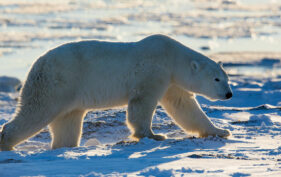 Ours blanc marchant sur la neige.