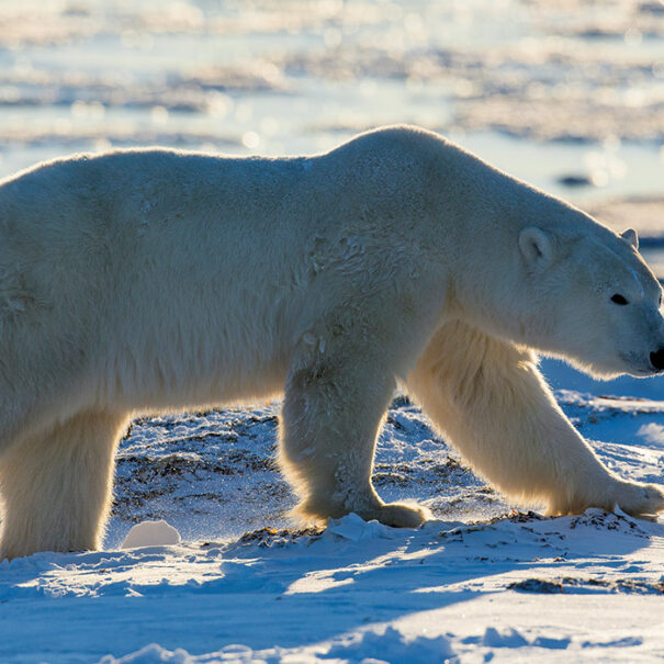 Ours blanc marchant sur la neige.