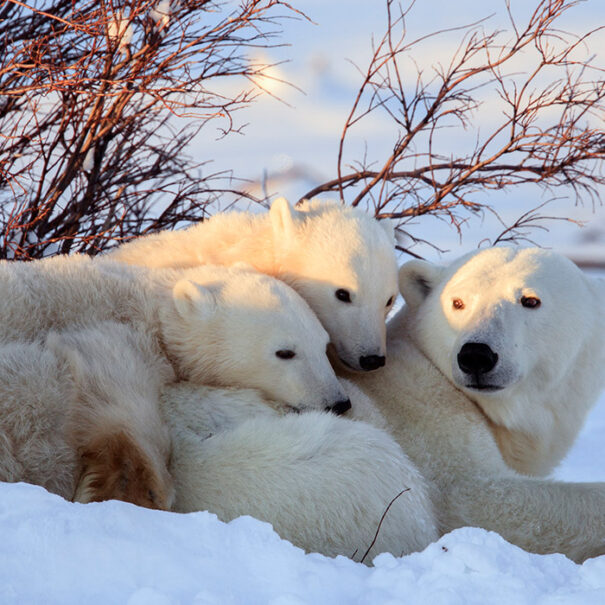 Deux jeunes ours blancs se reposant sur leur mère dans la neige.