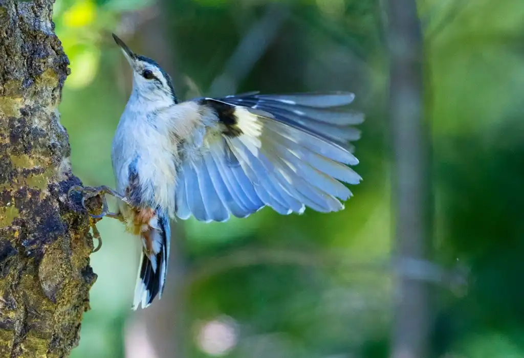 Sittelle à poitrine blanche perchée sur un arbre, les ailes déployées