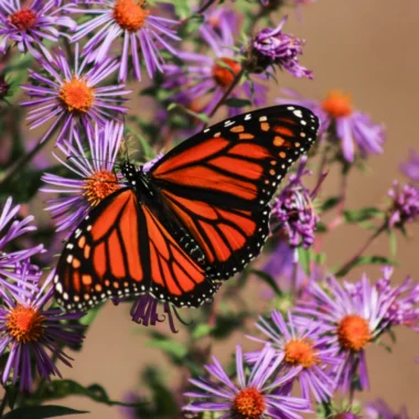 Photo of Monarch Butterfly in Minesing
