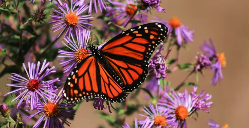 Photo of Monarch Butterfly in Minesing