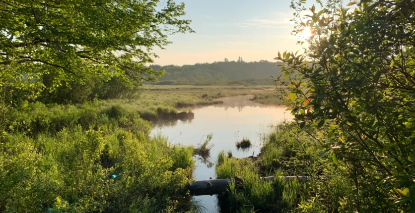 Photo of Musquash Estuary