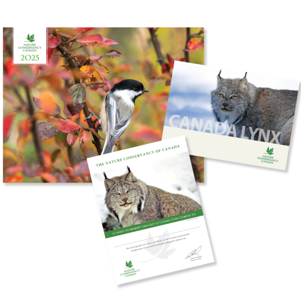 Canadian Lynx product composite