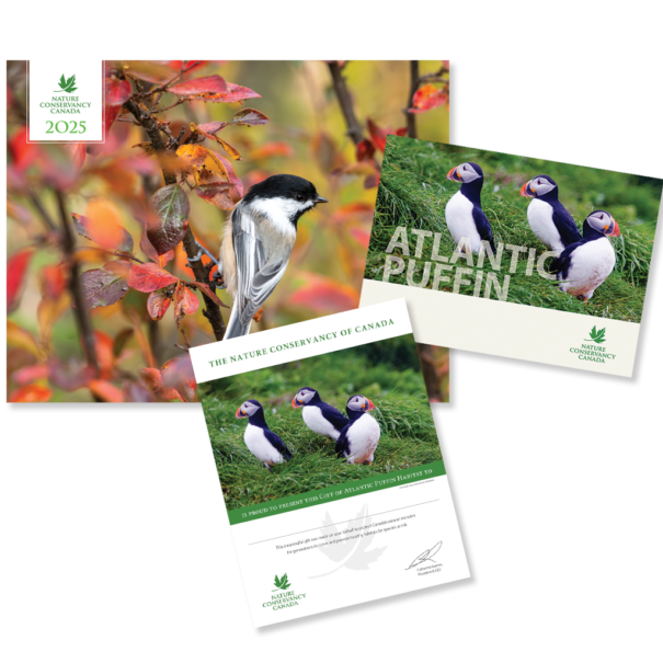 Atlantic Puffin product composite