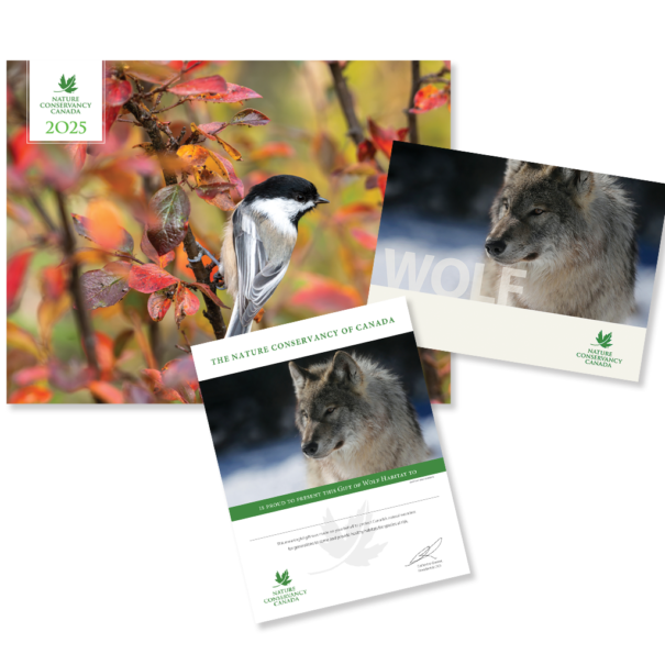 Wolf Nature Conservancy Of Canada