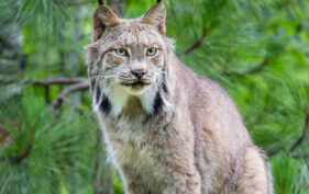 Canada lynx standing in forest and looking into the distance