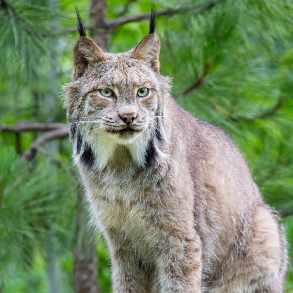 Canada lynx standing in forest and looking into the distance