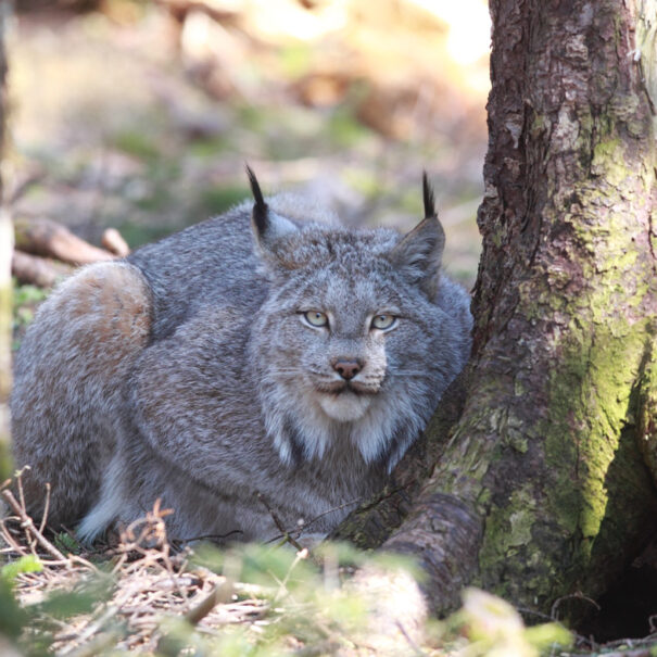 Canada lynx crouched next to a tree