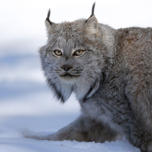 Close up of a Canada lynx walking across snow, looking toward camera