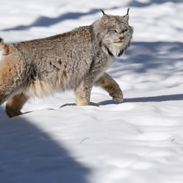 Canada lynx walking across snow, looking toward camera