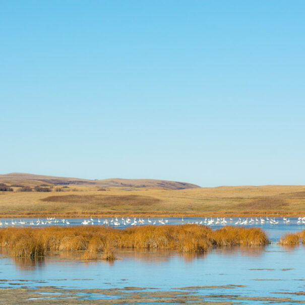 Tundra swans on a wetland near Cypress Hills, Alberta