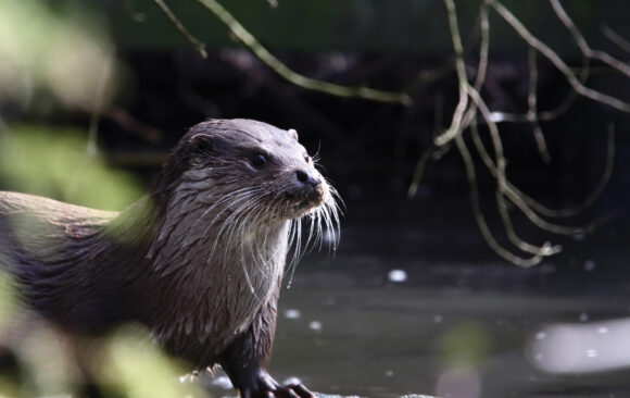 Profile of a river otter standing on the shore