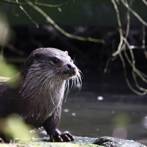 Profile of a river otter standing on the shore