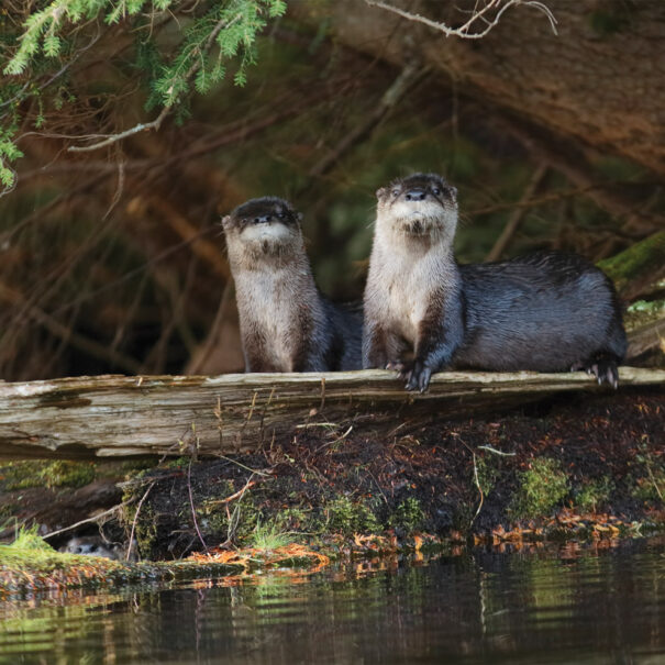 Two river otters sitting on the shore