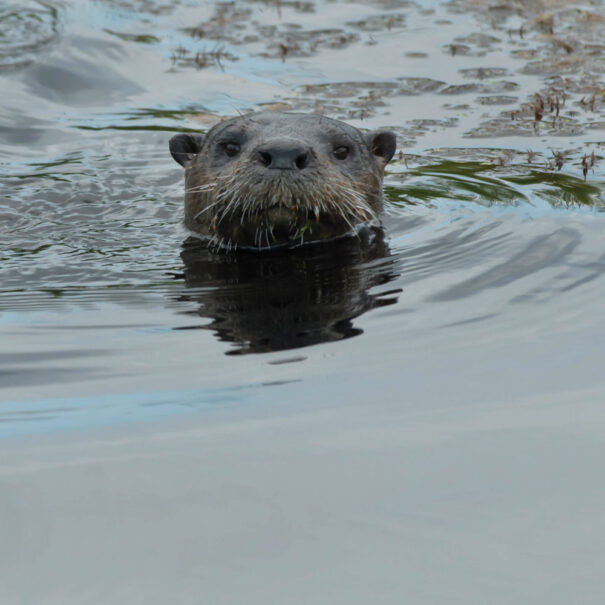 River otter peeking his head just above the water's surface