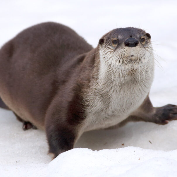 River otter lying on snow