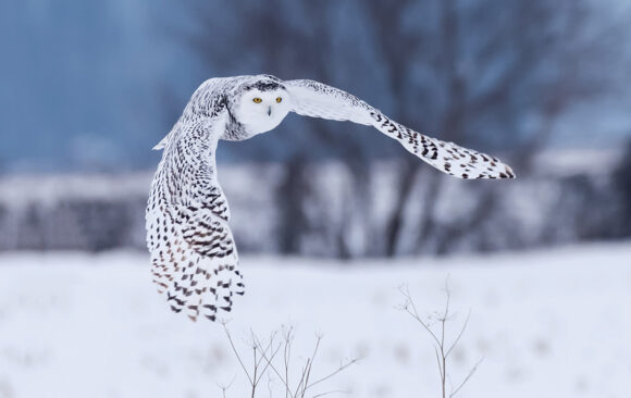 Snowy owl in flight with wings oustretched