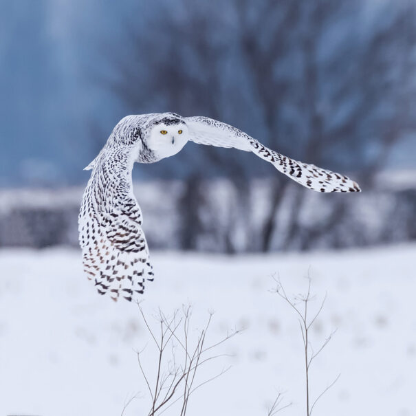 Snowy owl in flight with wings oustretched