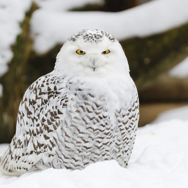 Snowy owl sitting in snow