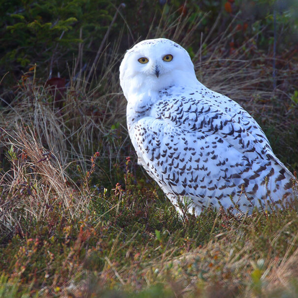 Snowy owl sitting in tall grass with its head turned towards camera