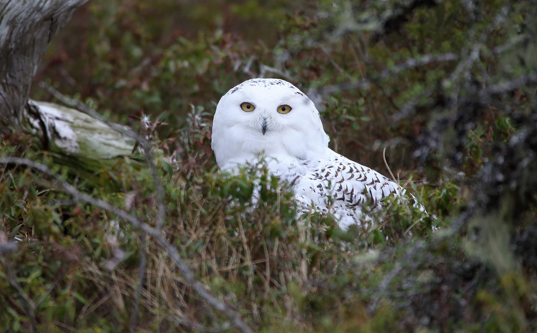 Snowy owl sitting in bushes