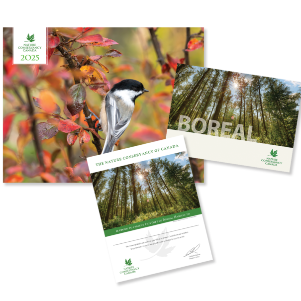 Boreal Forest product composite