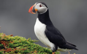 Atlantic puffin from the side, standing on brush.