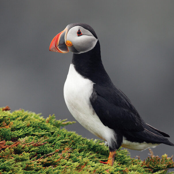 Atlantic puffin from the side, standing on brush.