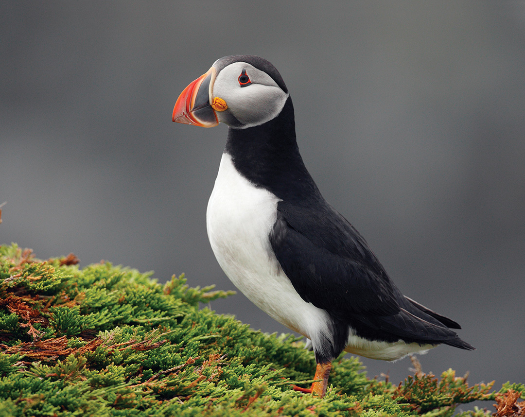 Atlantic Puffin Nature Conservancy of Canada
