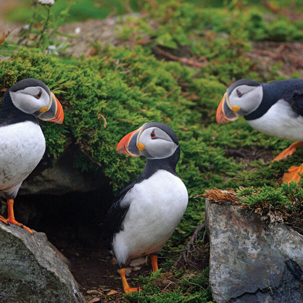 Three Atlantic puffins, the two on either side are standing on rocks and looking at the puffin in the middle.