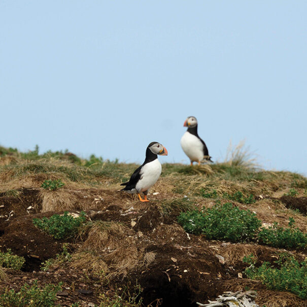 Two Atlantic puffins photographed from a distance, standing on grassy terrain.