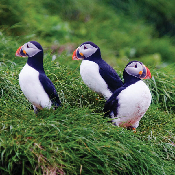 Three Atlantic puffins standing together in long grass.